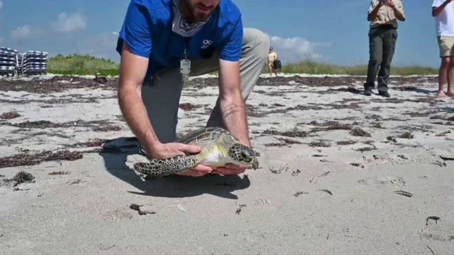 América se une por las tortugas marinas: República Dominicana responde al llamado