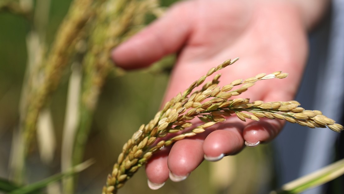 Rusia extiende prohibición de exportar arroz hasta fin de año para proteger mercado interno