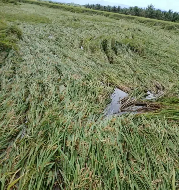 Inundaciones afectan más de 35 mil tareas de arroz en María Trinidad Sánchez