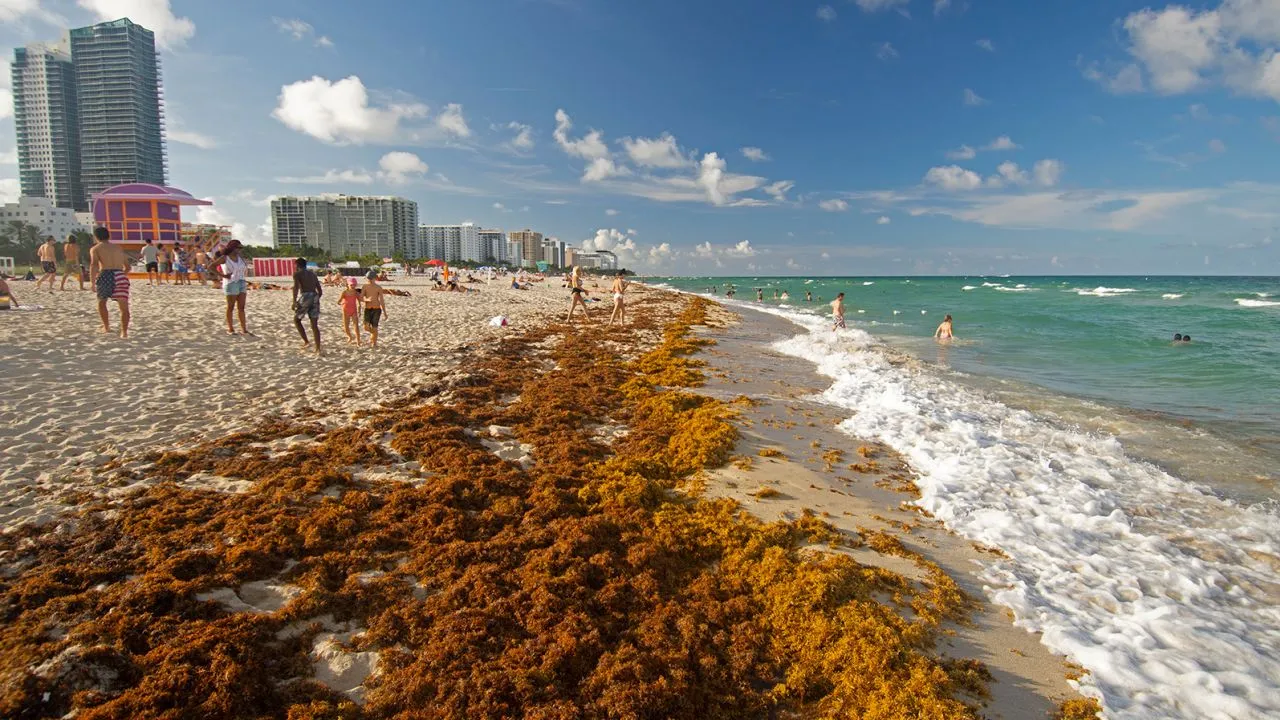 Proyectos de la República Dominicana destacan en el Desafío de Innovación en Sargazo del BID