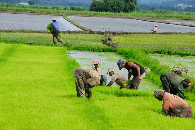 Ministerio de Agricultura responde a los efectos del cambio climático en la agricultura dominicana